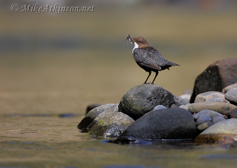 Dipper