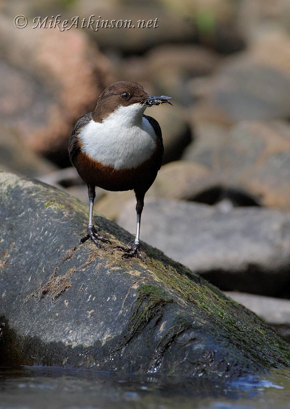Dipper