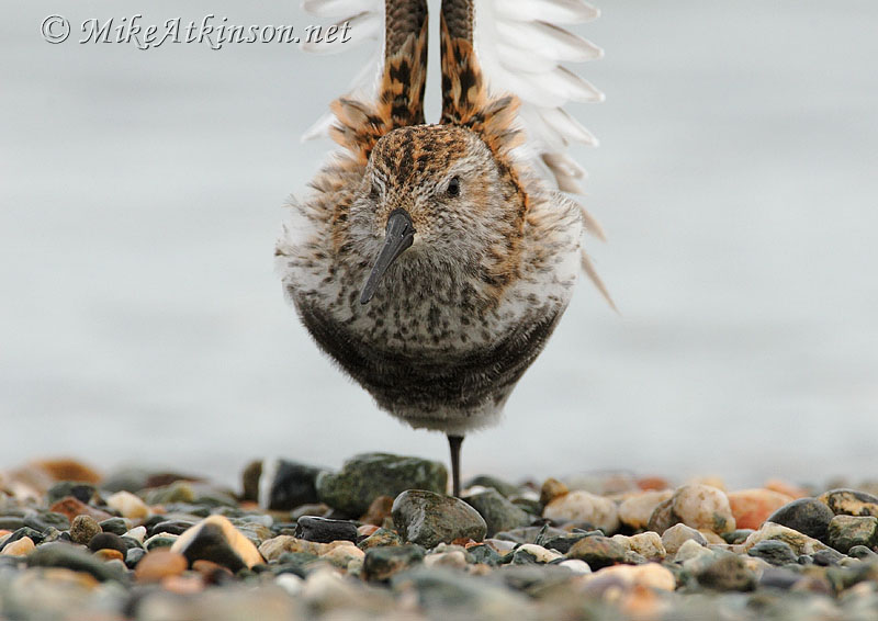Dunlin