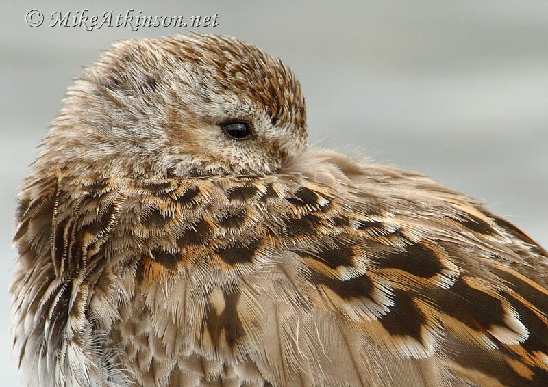 Dunlin