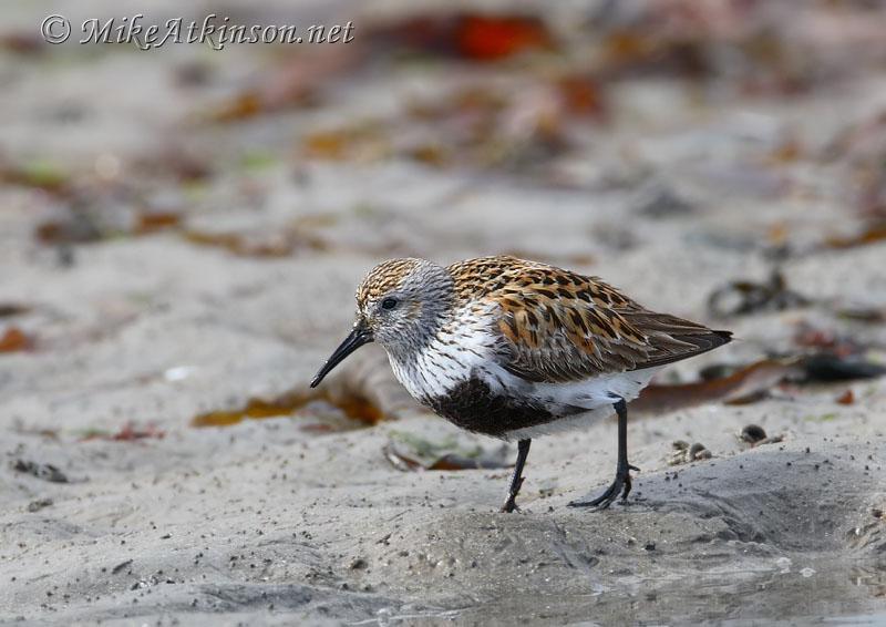 Dunlin