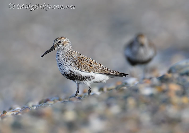 Dunlin