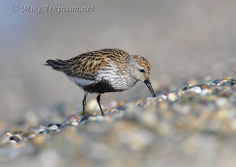 Dunlin