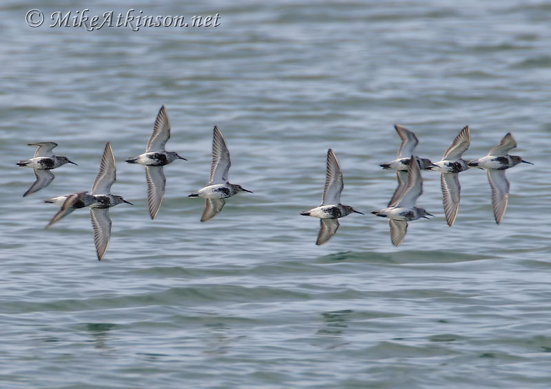 Dunlin
