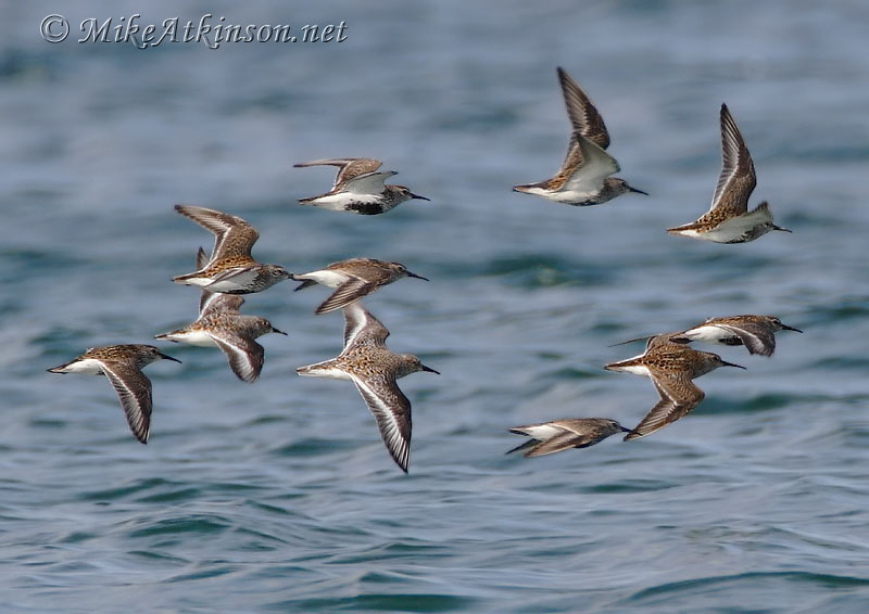 Dunlin