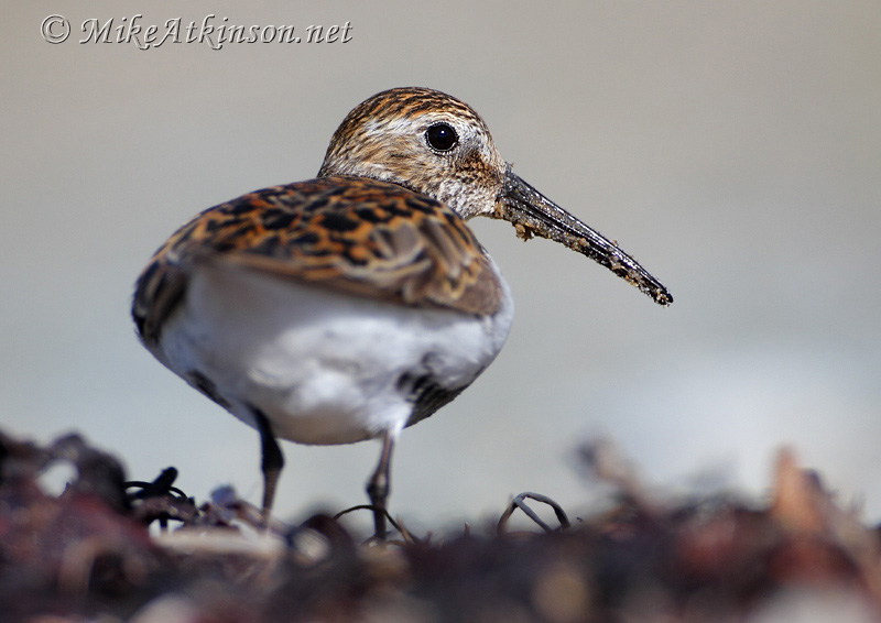 Dunlin