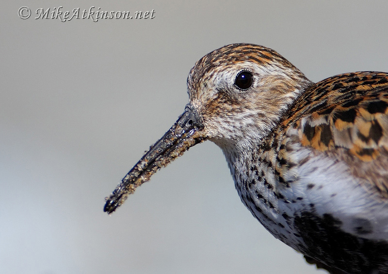 Dunlin