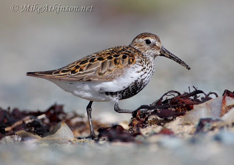 Dunlin