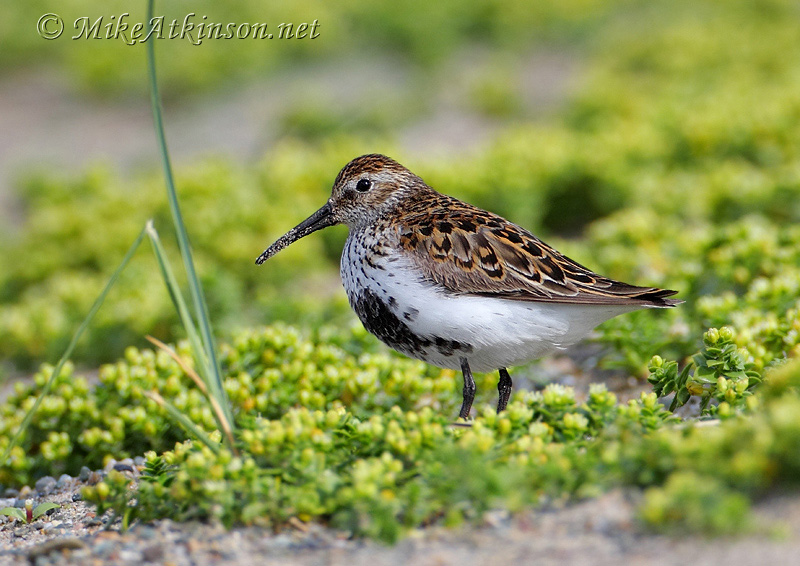 Dunlin