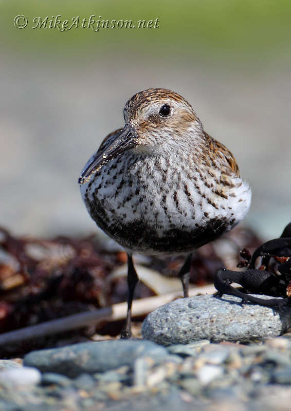 Dunlin