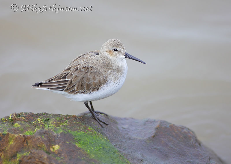 Dunlin