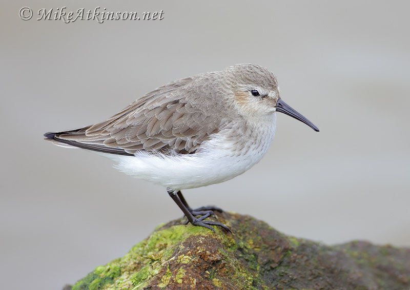 Dunlin