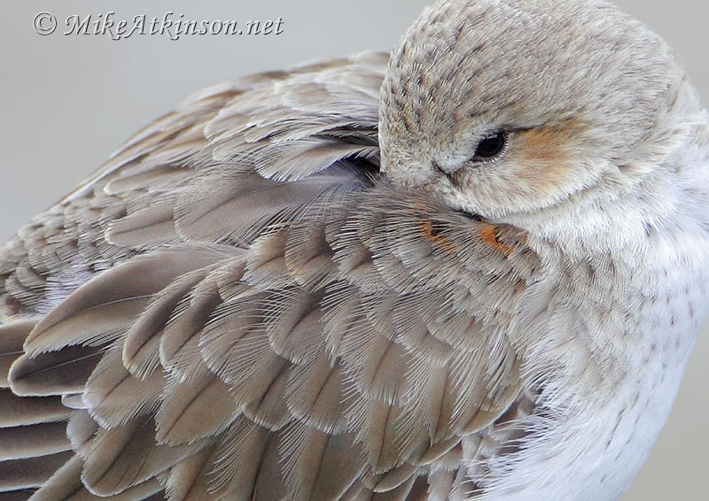Dunlin