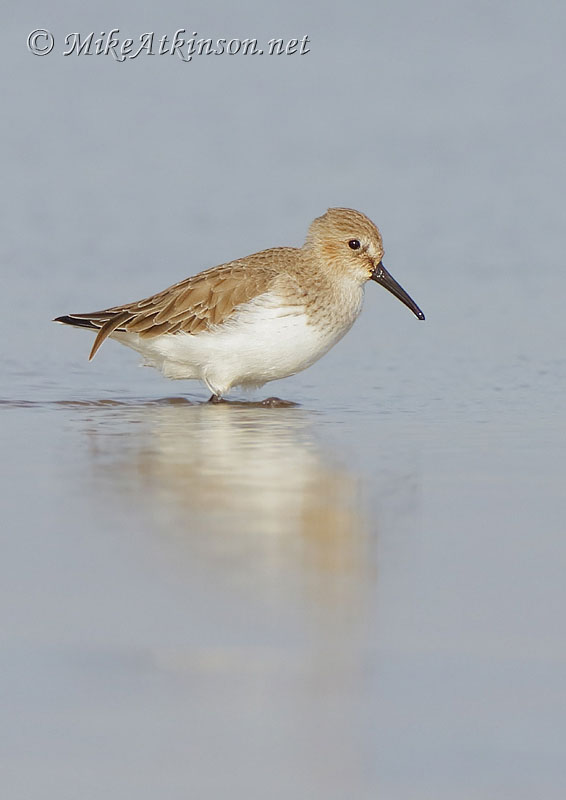Dunlin