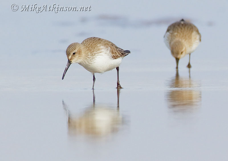 Dunlin