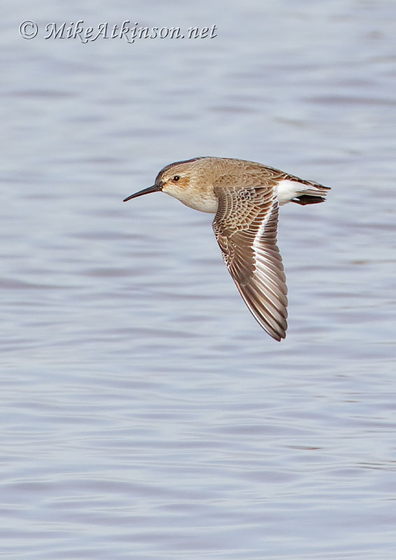Dunlin