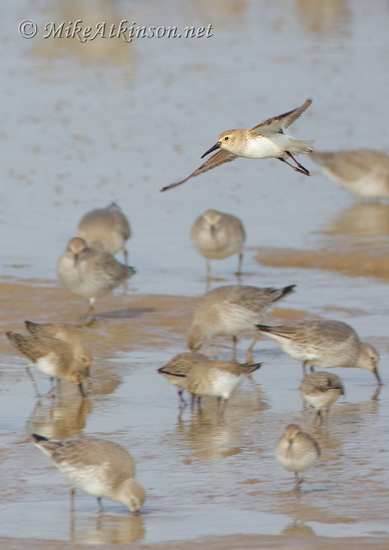 Dunlin