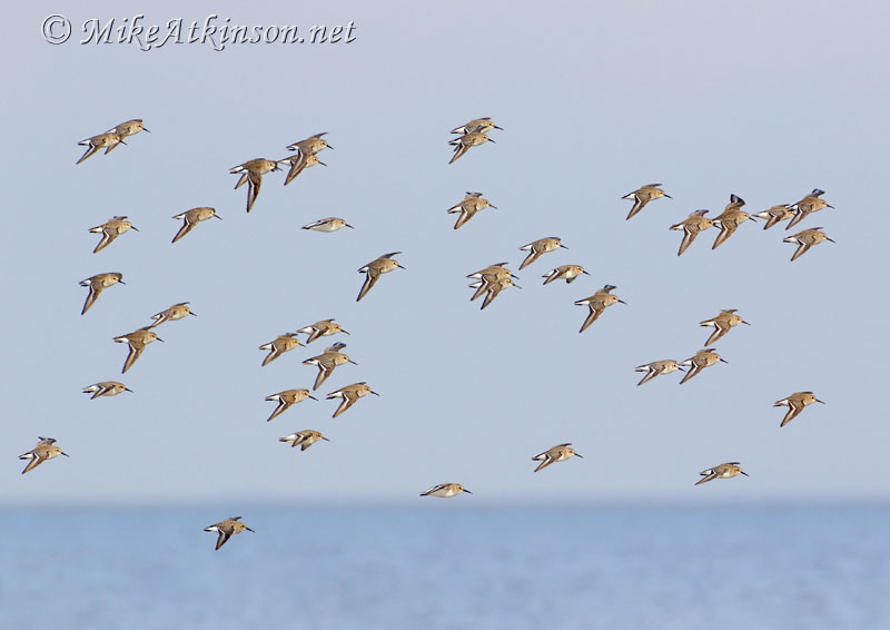 Dunlin