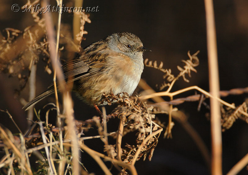 Dunnock