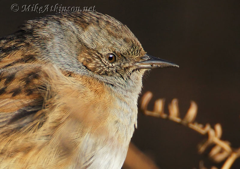 Dunnock