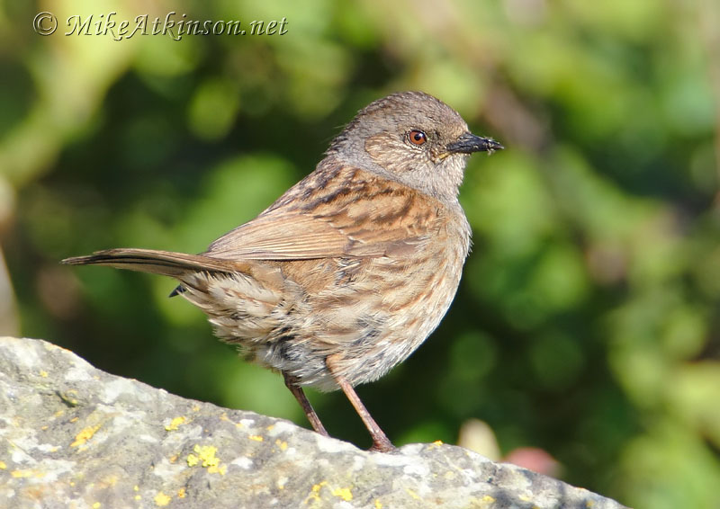 Dunnock