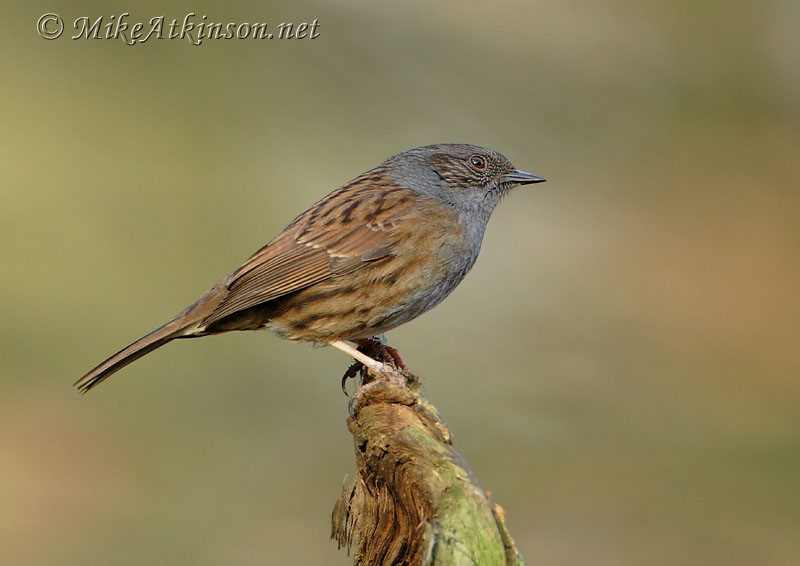 Dunnock