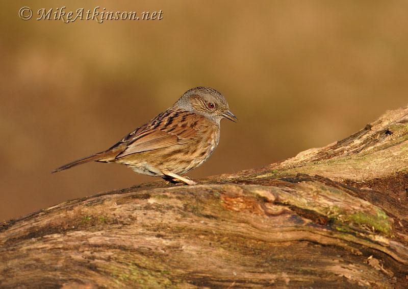 Dunnock