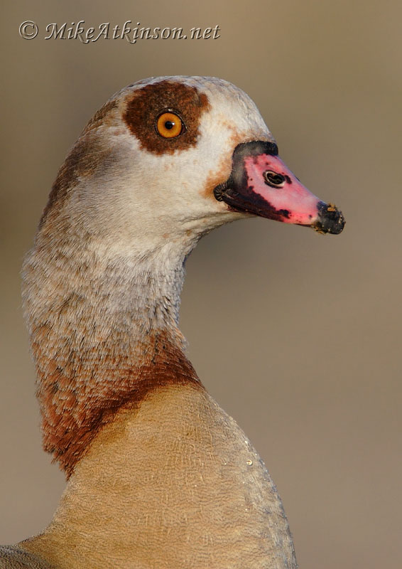 Egyptian Goose