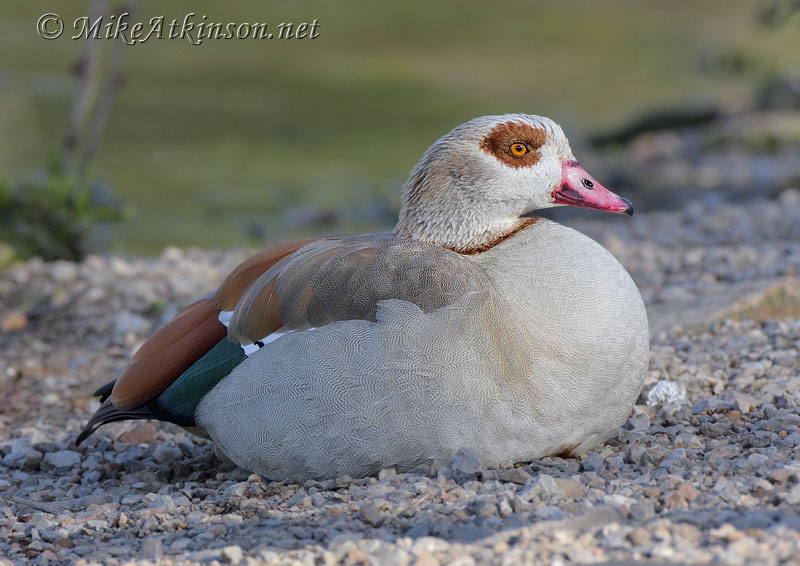 Egyptian Goose