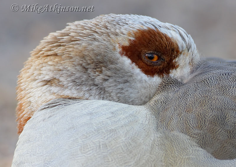 Egyptian Goose