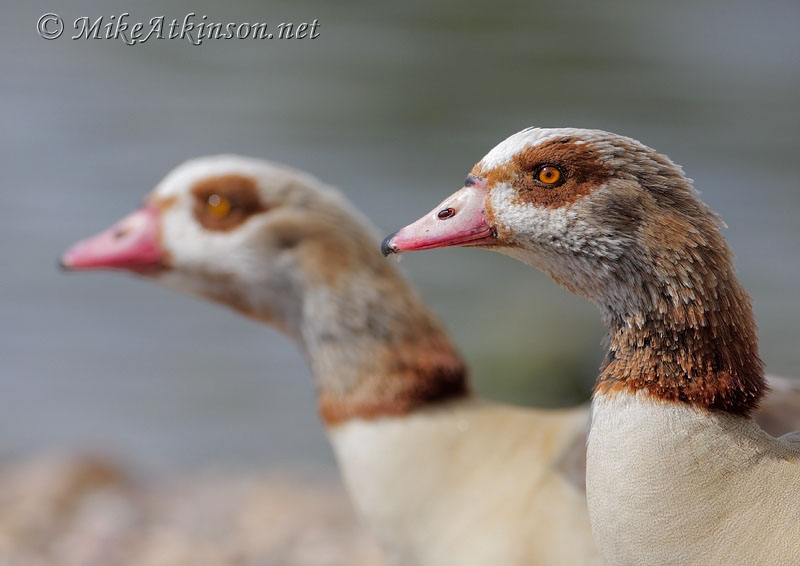 Egyptian Goose