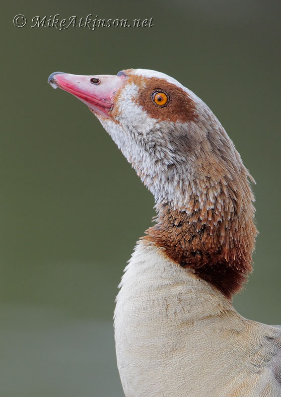 Egyptian Goose