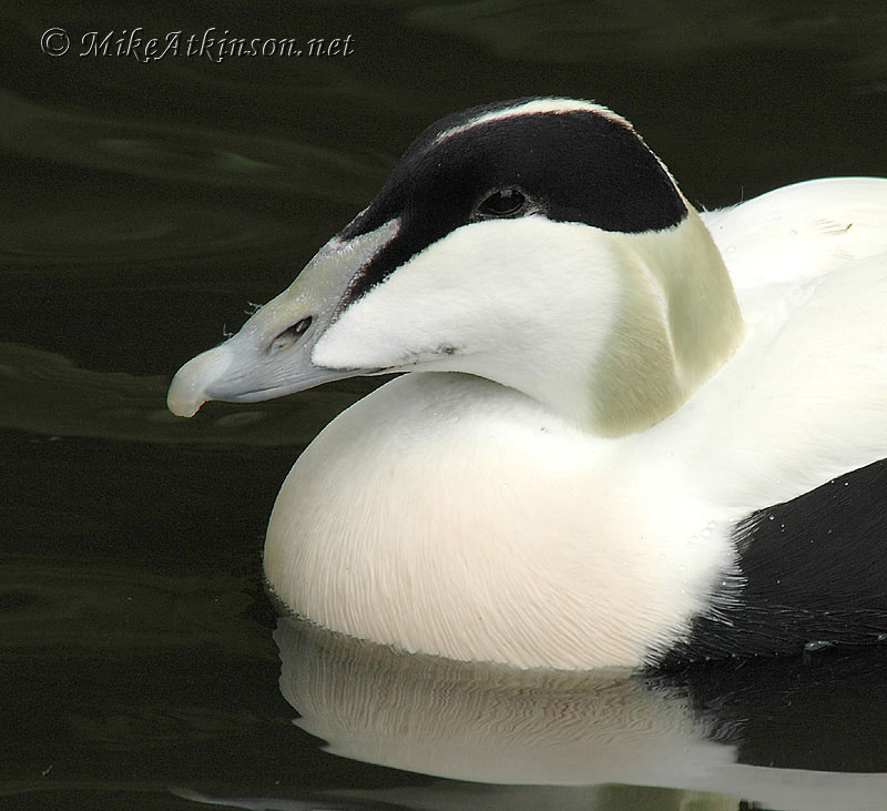 Eider (captive bird)