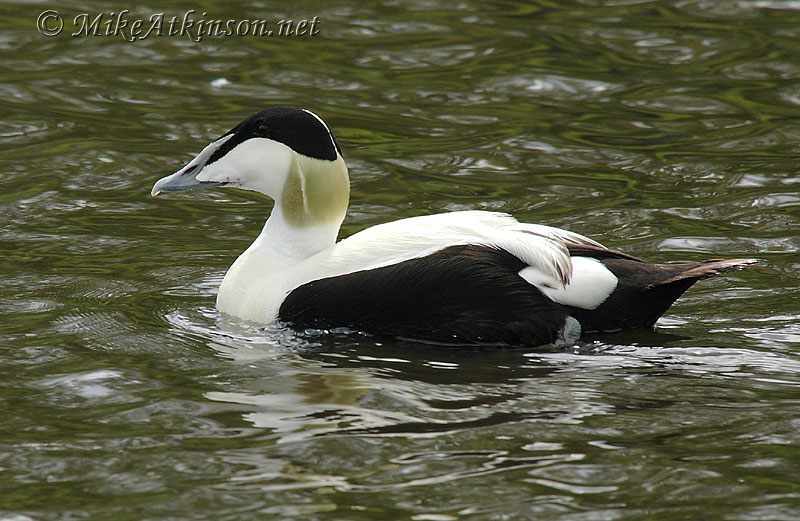 Eider (captive bird)