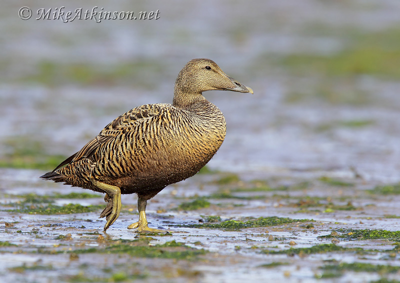 Eider