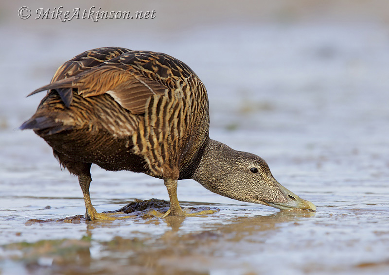 Eider