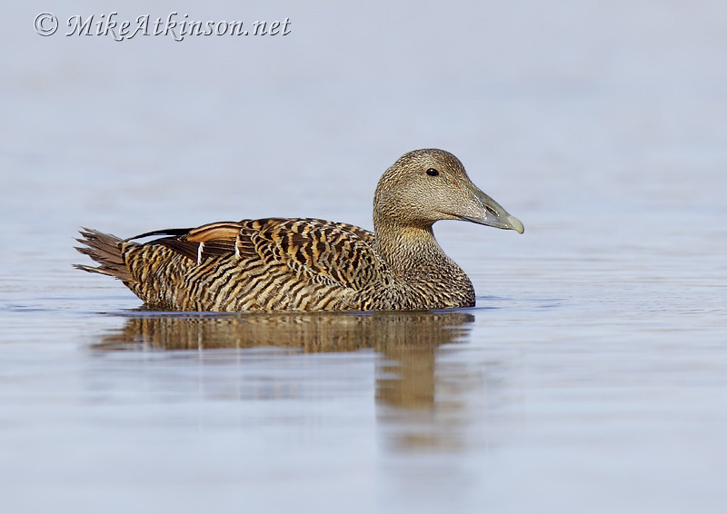 Eider