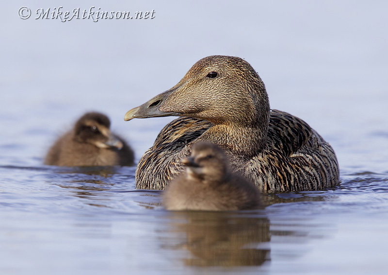 Eider