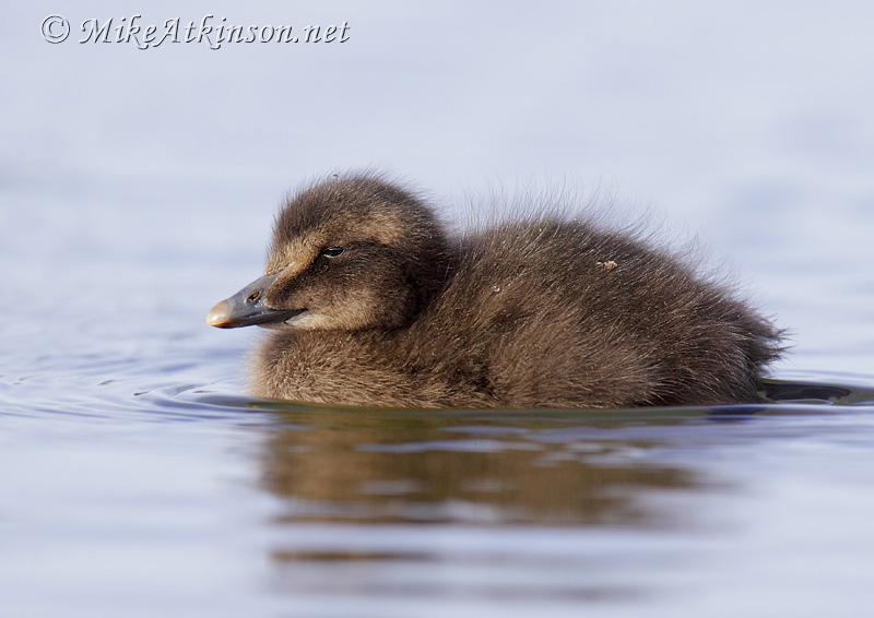 Eider