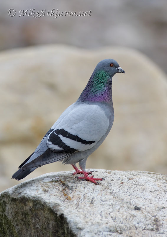 Feral Pigeon