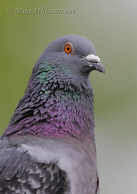 Feral Pigeon