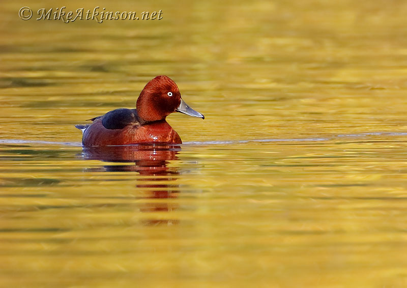 Ferruginous Duck