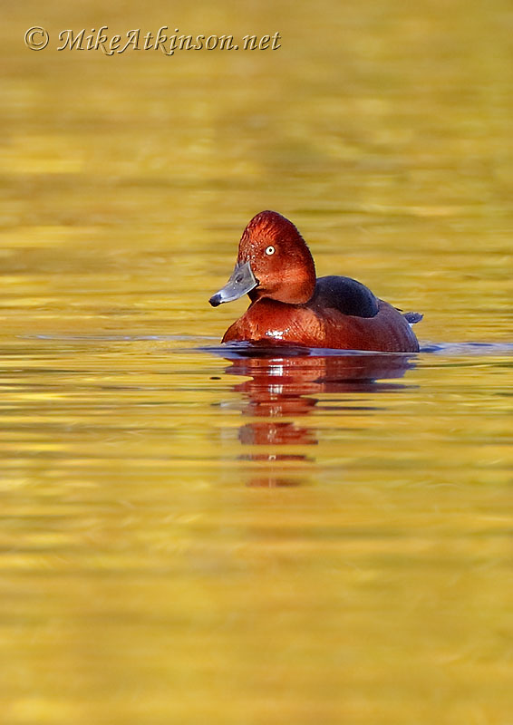 Ferruginous Duck