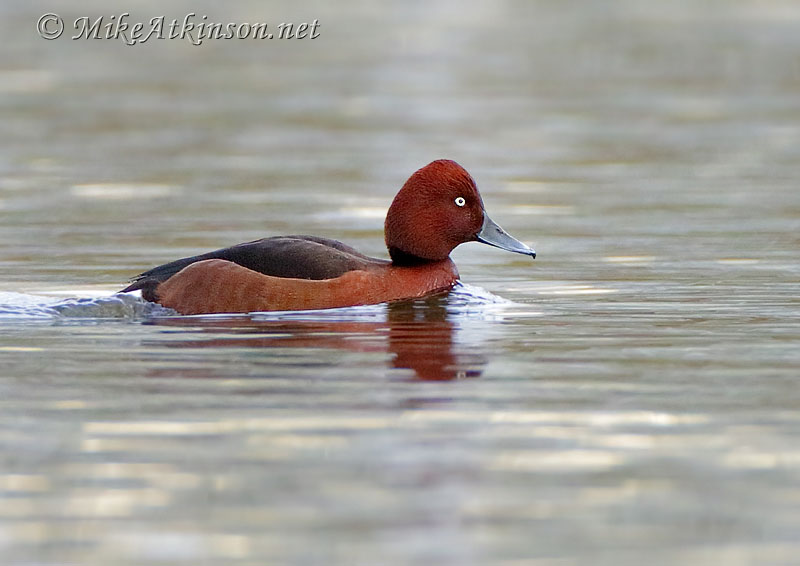 Ferruginous Duck