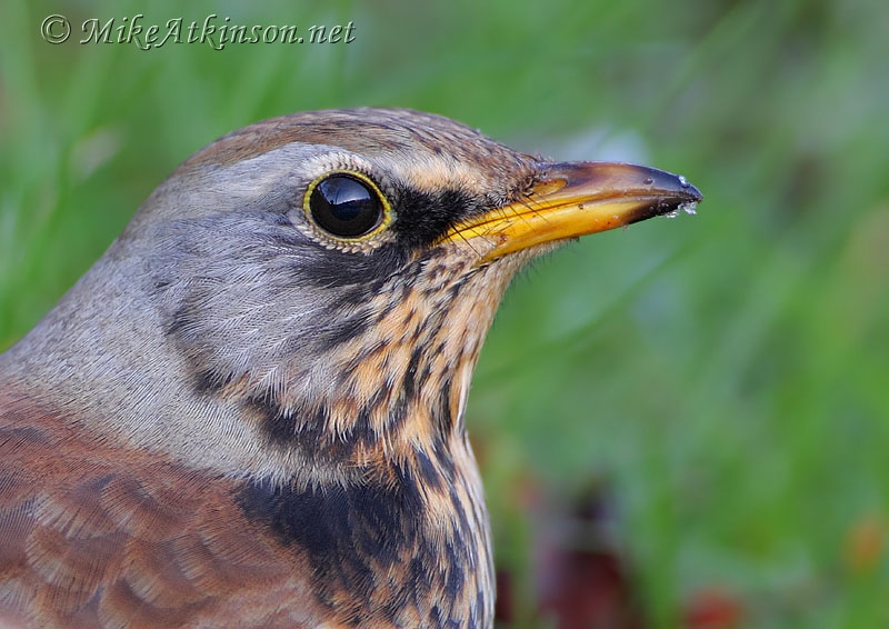 Fieldfare