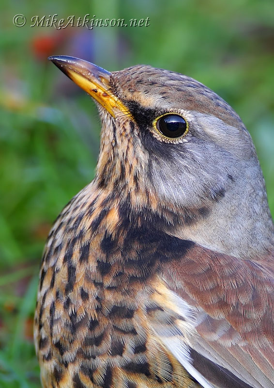 Fieldfare