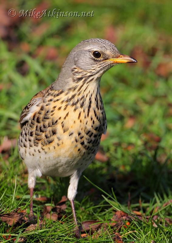 Fieldfare