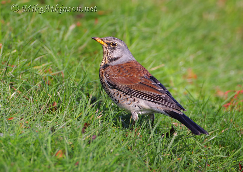 Fieldfare