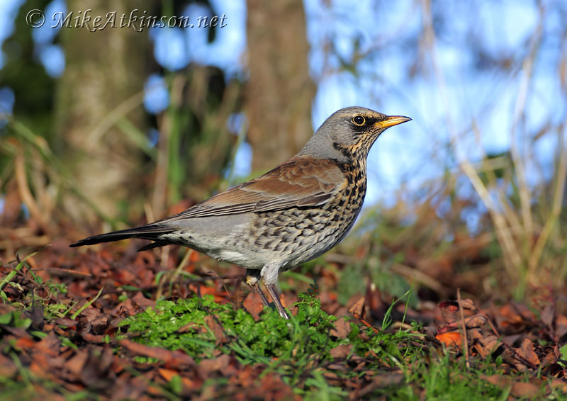 Fieldfare