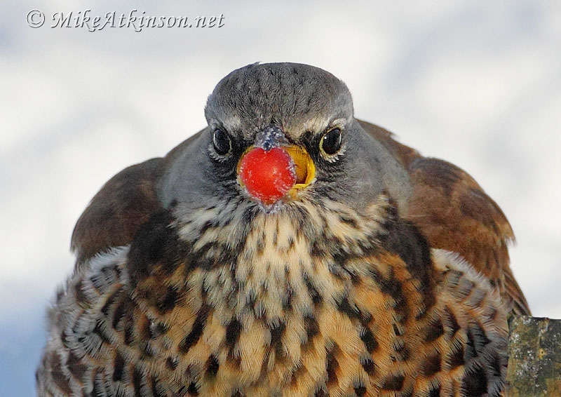 Fieldfare